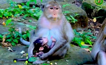 Mother monkey Nanda cradles and nurses her newborn in the serene Angkor Wat forest, a moment of peaceful bonding.