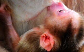 “A Tender Welcome: Baby Monkey Libby Meets the World in Angkor Wat”