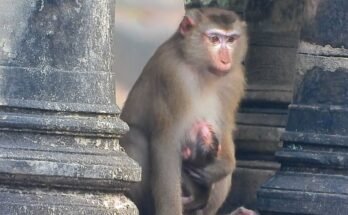 Luna the mother monkey gently holds Baby Lucy as they rest together under a stone bridge in Angkor Wat forest.
