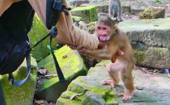Baby stump-tailed macaque clinging to human hands in Angkor Wat forest, eyes filled with trust and emotion.