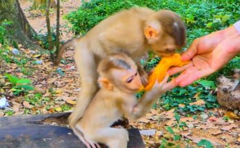Baby Lynx eating mango while surrounded by the loving Luna monkey family in Angkor Wat forest.