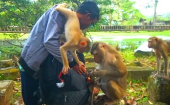 "Libby and Joyce monkey families enjoying fresh fruit together in the serene Angkor Wat forest."