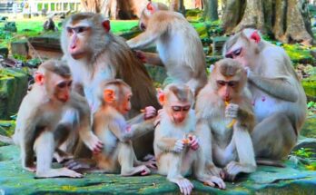 Gentle forest moment as Jacee, Mollie, and young Lexi Jennifer calmly care for baby Lynx beside Luna in Angkor Wat forest