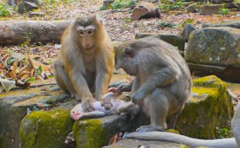 First-time monkey mother Rose gently holding newborn Rina in the Angkor Wat forest