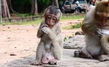 Mother monkey Brinn gently holding food away from baby monkey Bobby in Angkor Wat forest