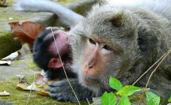 Baby monkey gently trying to sit up while resting beside his mother in the Angkor Wat forest