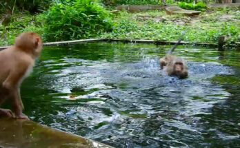 Baby monkey sitting calmly on a forest root while learning independence in Angkor Wat