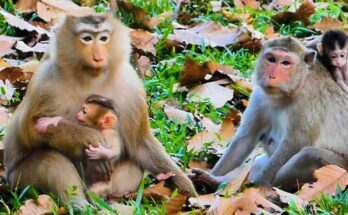 Baby monkey Rina playing energetically in the Angkor Wat forest, exploring leaves and branches.