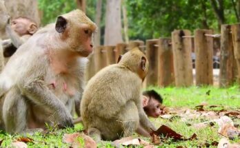 Baby monkey Jesmin attempts to eat fruit while playful Mariel watches in the lush Angkor Wat forest.