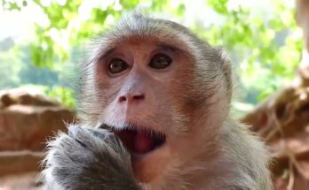 “Baby Monkey Poppy resting beside her mother Patty in the lush Angkor Wat forest, sharing a tender moment of love and care.”