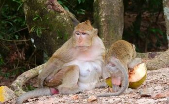 Famous monkey Bobby sitting calmly as other monkeys gather around him in Angkor Wat forest