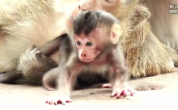 Mother monkey Brinn gently guiding newborn Britny as she practices walking on the forest ground