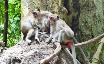 Monkeys sitting calmly together in the Angkor Wat forest, showing quiet social connection