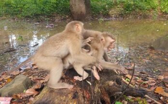 Young monkey sitting calmly while holding his baby brother close in the Angkor Wat forest