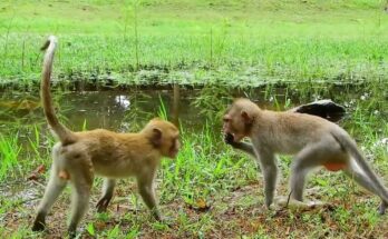 Baby monkey Ronnie reaching for food offered by a gentle human hand in Angkor Wat forest.