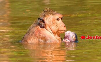 Mother monkey Jinx holding baby Jester closely during his first cold bath in a forest pond at Angkor Wat