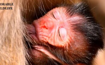 Peaceful newborn monkey resting with its mother while soft bird sounds fill the Angkor Wat forest at sunrise