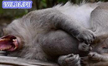 Old Father Charlie Monkey resting peacefully in the Angkor Wat forest