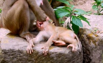 Baby monkey pressing gently against its mother after slipping in the Angkor Wat forest