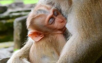 Baby monkey drinking milk and falling asleep in its mother’s arms in Angkor Wat forest