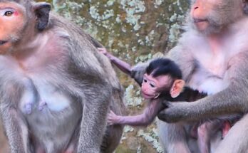 Baby monkey drinking milk and falling asleep in its mother’s arms in Angkor Wat forest