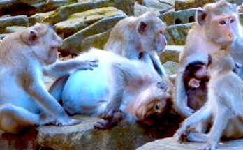 Big Amber monkey family resting together with their babies in the Angkor Wat forest