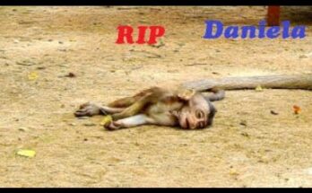 Young monkey pauses on forest ground after sudden troop movement near Angkor Wat