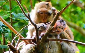 Baby monkey sitting quietly on ancient stone in Angkor Wat forest during early morning light