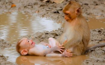 Tiny baby monkey sitting quietly under soft rainbow light in the Angkor Wat forest while waiting for his mother.