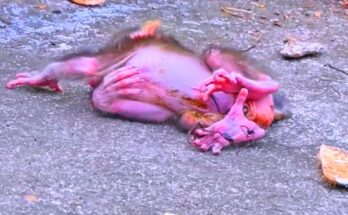 Newborn baby monkey resting against its mother’s chest in the Angkor Wat forest