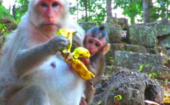 Newborn baby monkey gently reaching toward its mother for milk in the Angkor Wat forest
