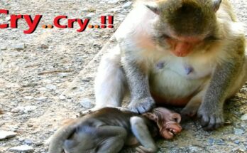 Baby monkey Miltan looking up at his mother with teary eyes in the lush Angkor Wat forest, learning a tender lesson.