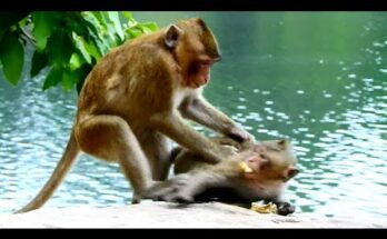 Baby macaque Lucas clinging to his mother after a tense feeding moment in the Angkor Wat forest.
