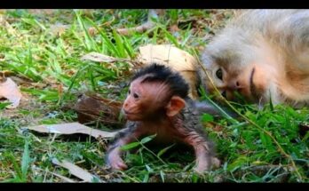 Mother monkey resting on forest floor in Angkor Wat while newborn baby practices first steps beside her.