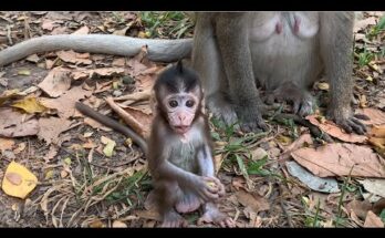 Baby monkeys gently playing together on the forest floor near ancient trees at Angkor Wat.