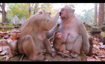 Baby monkeys Rina and Boris exploring moss-covered stones together in the Angkor Wat forest.