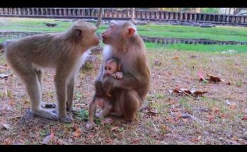 A calm mother monkey Luay resting with baby Lucan as Rainbow sits nearby in the Angkor Wat forest.