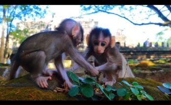 Two baby monkeys, Aubrey and Deven, sitting closely together on a stone ledge in the Angkor Wat forest, sharing a quiet moment of discovery.