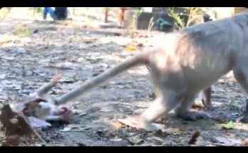 Baby monkey resting against his mother after being refused milk in the Angkor Wat forest