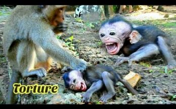 Baby monkey Daniela resting quietly near tree roots in the Angkor Wat forest, observing her surroundings with cautious curiosity.