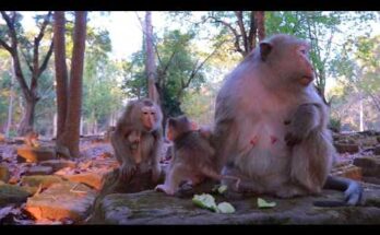 Mother monkey Katrina softly lip-smacking while holding baby Boris calmly in the Angkor Wat forest during a quiet morning moment.