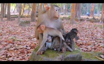 Mother monkey Rose sitting beneath a fig tree in Angkor Wat forest surrounded by four small baby monkeys clinging and playing.
