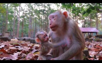 Baby monkey Lucan resting calmly in his mother Luay’s arms in the Angkor Wat forest