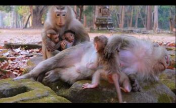 Two macaque mothers sitting side by side in the Angkor Wat forest, each holding her baby closely in the soft morning light.