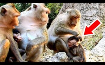 Mother macaque Jane holding her baby close after taking food in the Angkor Wat forest.