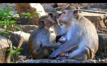 A young long‑tailed macaque with soft, pleading eyes snuggles close to an older mother monkey among shaded roots in the Angkor Wat forest.