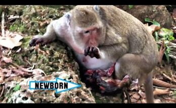 Mother monkey holding her newborn baby beneath trees near Angkor Wat at sunrise.