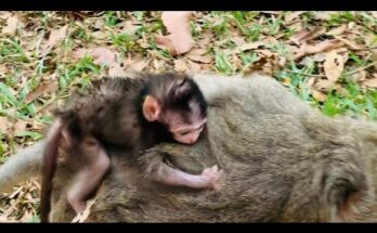 Baby monkey carefully watching his mother while learning movements in the forest near Angkor Wat