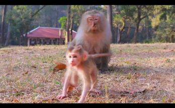 Baby monkey Boris gently tasting a long bean beside his mother in the forest