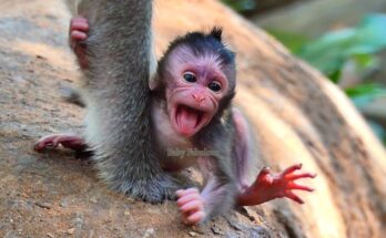 Newborn baby monkey resting quietly on forest ground in Angkor Wat, observed during her first day of life.